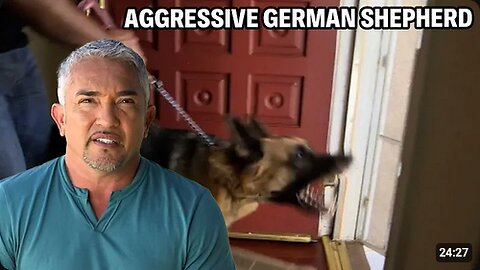 How To Know If A Dog Is Protective, Insecure, Or Aggressive _ Cesar 911 Season 2, Ep. 2 - Part 1