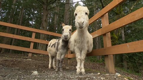 Stolen donkeys in Bellevue reunited with owner