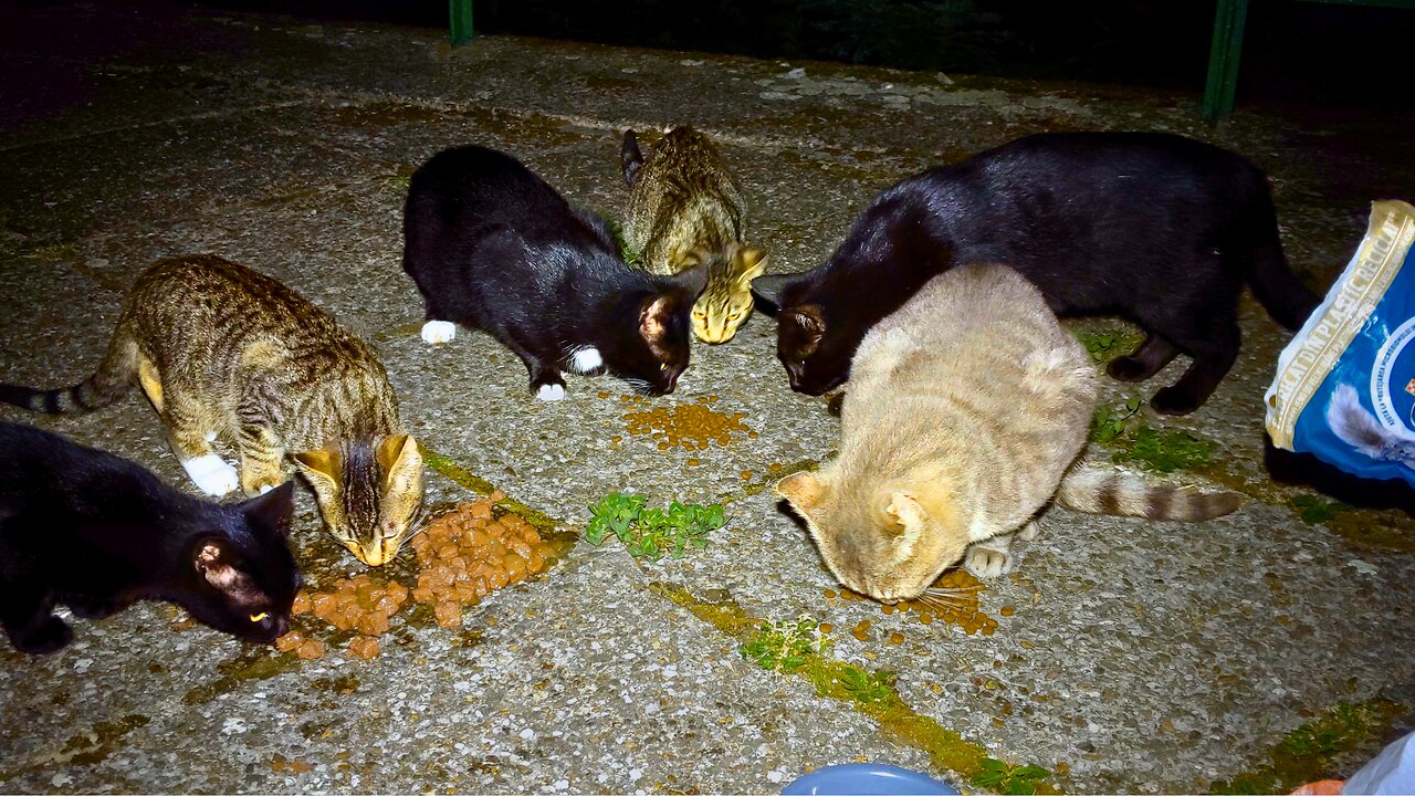 Hungry Stray Kittens First Hunan Touch! - Feeding Stray Cats