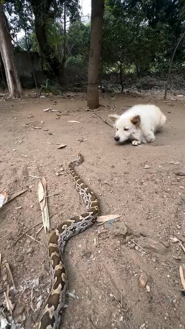 wildlife dog and big Python fight Talk With The Pet Doc