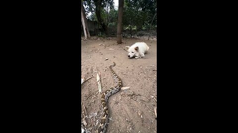 wildlife dog and big Python fight Talk With The Pet Doc