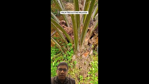 Palm tree cutting malaysia #palmtree #palmtrees #malaysia #palmtreecutting #viral #viralvideo