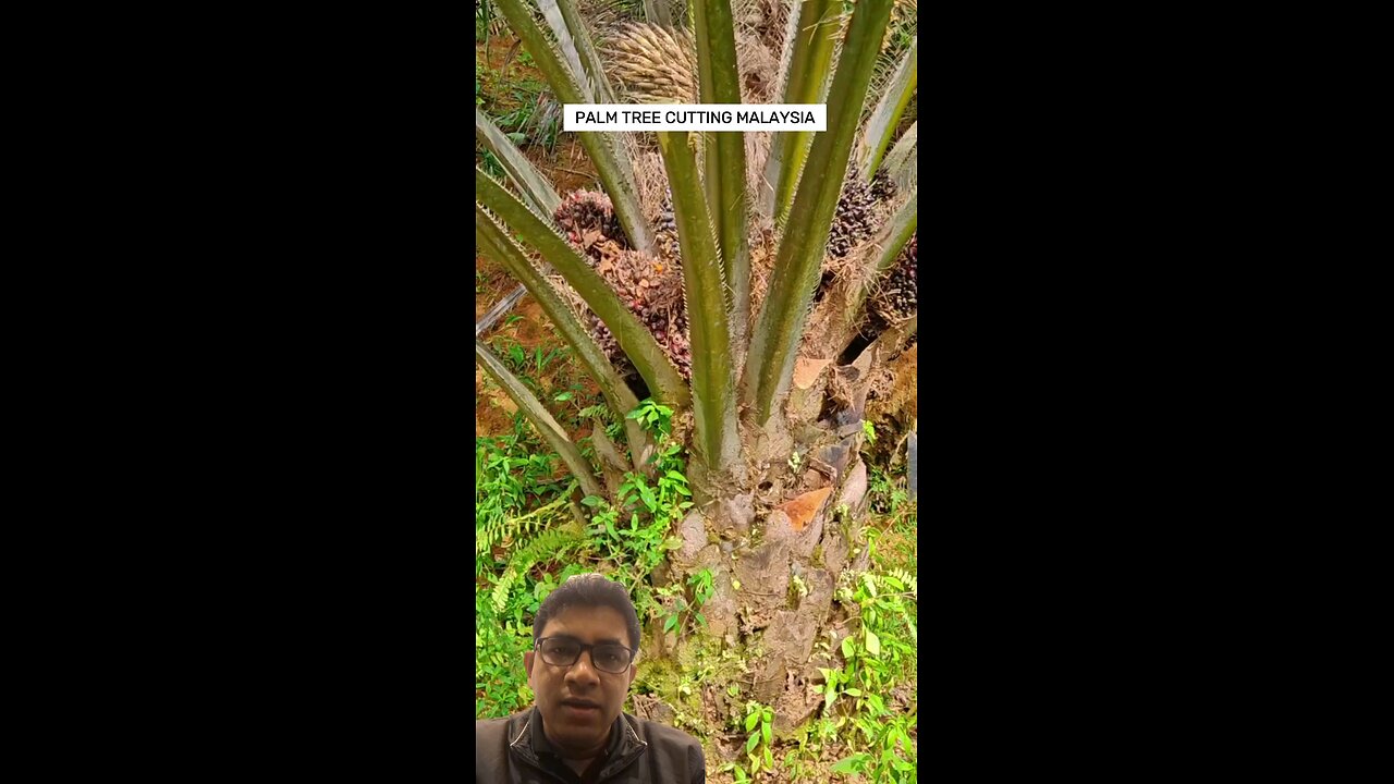 Palm tree cutting malaysia #palmtree #palmtrees #malaysia #palmtreecutting #viral #viralvideo