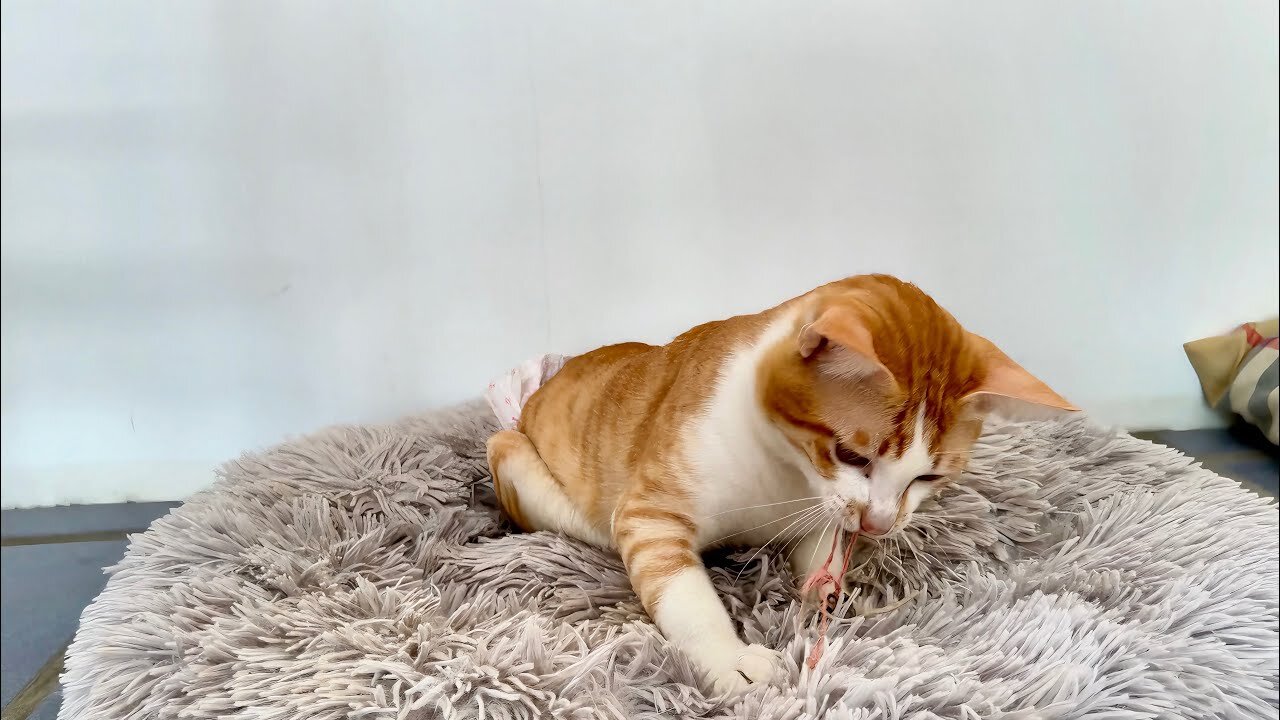 Tony is So Busy With His Toys - It's His Way To Relax And Enjoy His Day