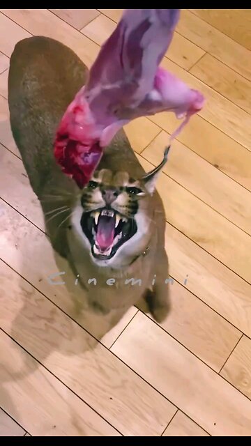 live wildlife sanctuary indians Tiny Tiger Cub Tries To Roar