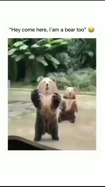 "This bear woke up and chose pure comedy. 🐻😂