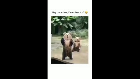 "This bear woke up and chose pure comedy. 🐻😂