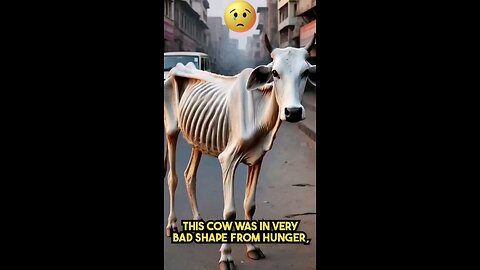 beautiful story of a skinny cow