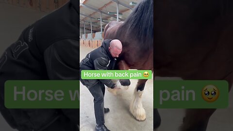 Horse Chiropractic