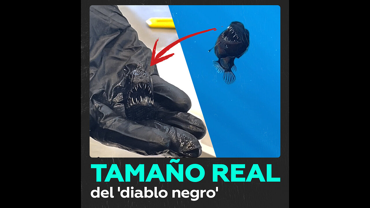 Muere el pez ‘diablo negro’ y este es su verdadero tamaño