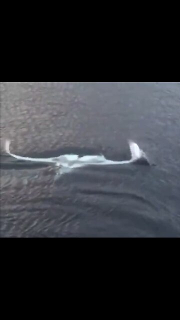 RARE ALBINO MANTA-RAY🪽🦋🪽⛴️📸VISIT TOUR BOAT🛥️💫