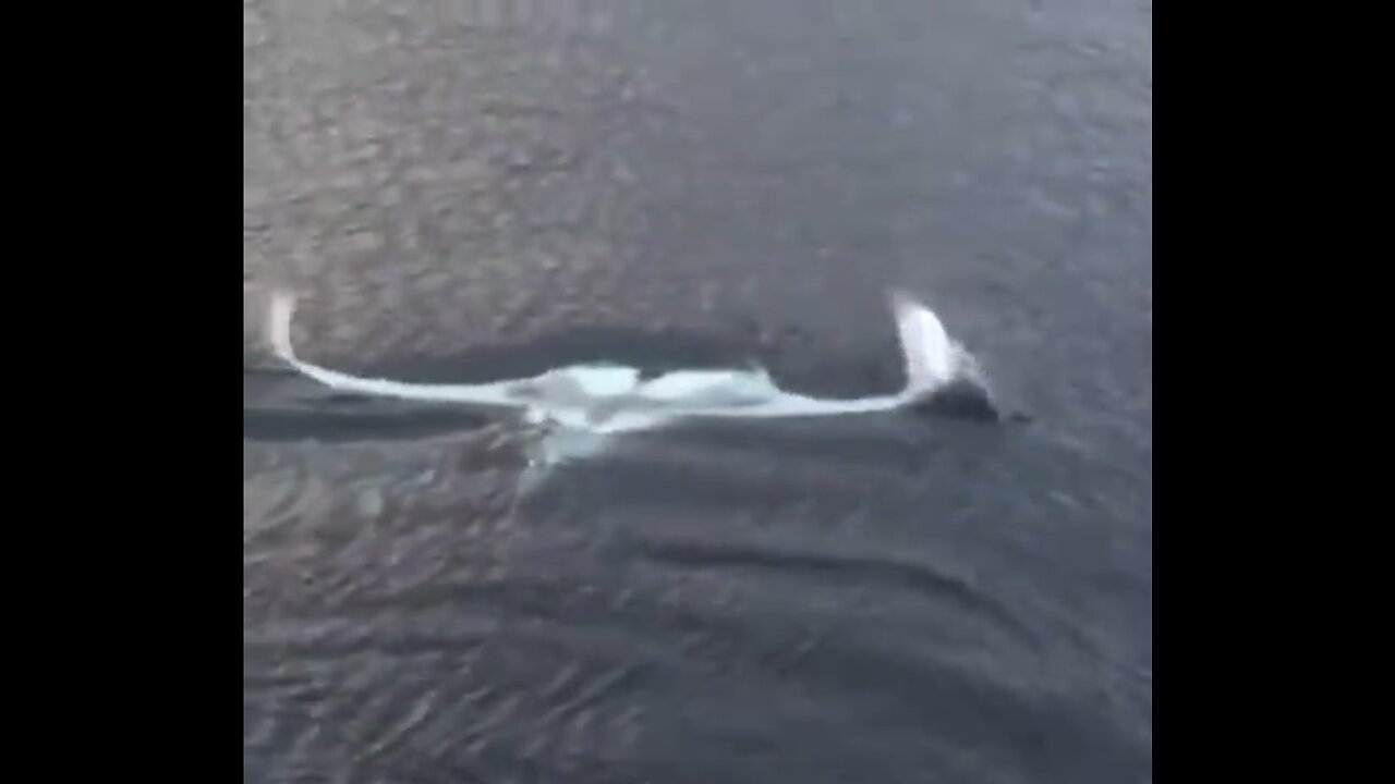 RARE ALBINO MANTA-RAY🪽🦋🪽⛴️📸VISIT TOUR BOAT🛥️💫