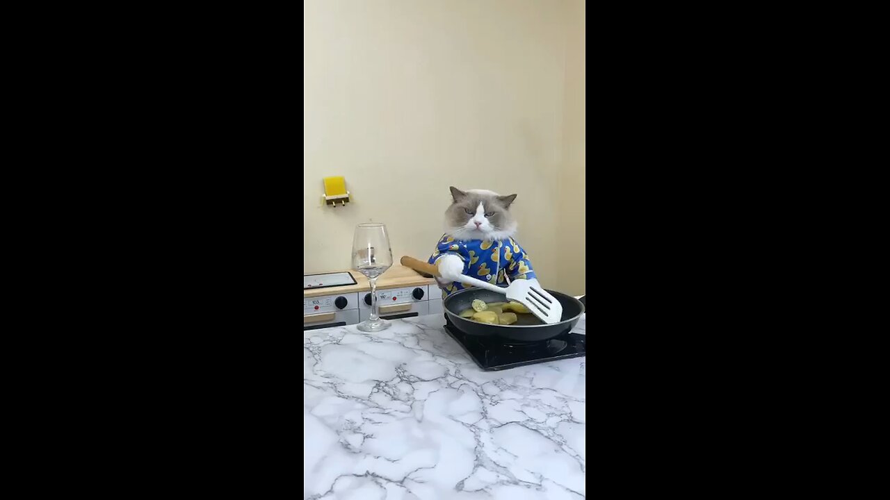 the cat funny video 😅