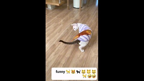 funny cat 🐈 😻 🐈‍⬛️