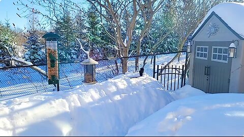 🔴 Live Cam Bird Feeder - After Winter Snow Storm Countryside Backyard Birds Squirrels Canada