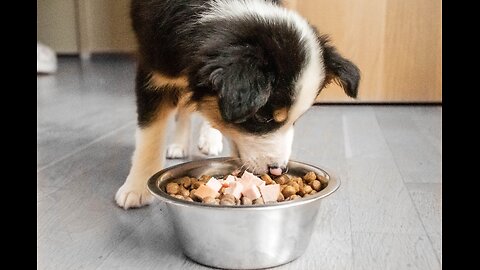 5 Foods You Should Never Feed Your Dog !