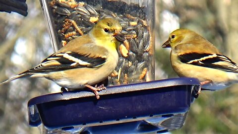 Finches