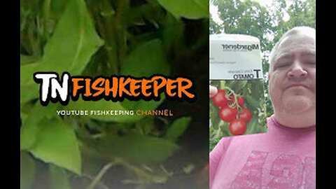 TN FISHKEEPER™ 🐠 EARLY GIRL TOMATO #GARDEN