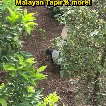 The stunning, highly anticipated rainforest 😮🤗