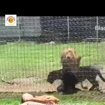 When Lions Become Pets: Funny Animal Videos & Surprising Moments #funnyanimal #superanimalvalor