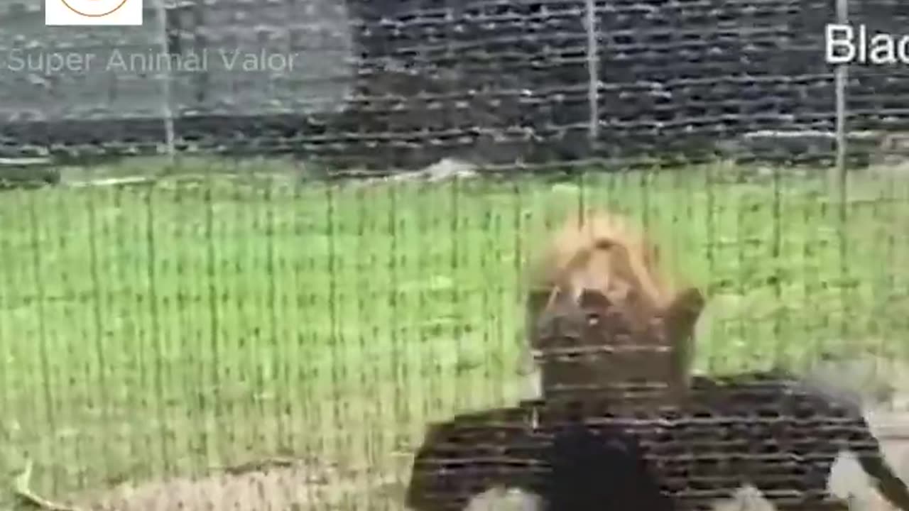 When Lions Become Pets: Funny Animal Videos & Surprising Moments #funnyanimal #superanimalvalor