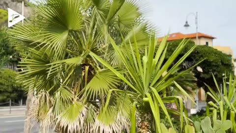 DJ Goja x Suleymer - Antique