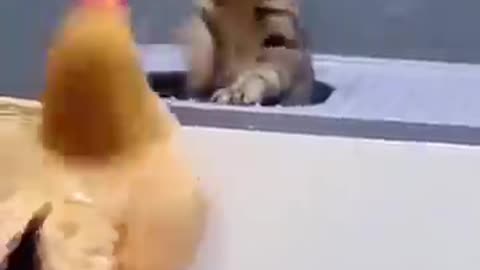 Cute Animals Playing And Fighting Together