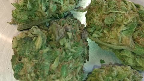 S11 Episode 11 Banana Cream Cake+ Red Hindu Kush Strain Review