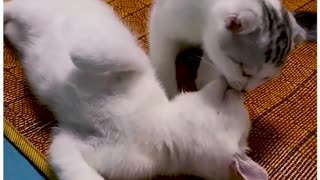 Funny animals