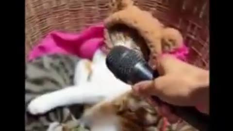 Cat and Dog funny video _ 2023