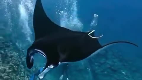 Manta Rays: Graceful Underwater Giants!