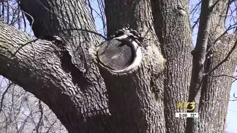 New Missouri program helps get rid of invasive pear trees