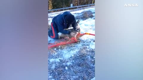 Kaberlaba (Vicenza) - Carabinieri forestali liberano un capriolo bloccato in una rete (03.02.25)