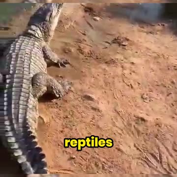 Why China’s Crocodile Farmers Feed Pigs to Crocs! (The Shocking Reason Revealed)