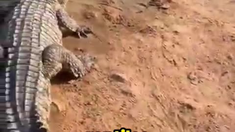 Why China’s Crocodile Farmers Feed Pigs to Crocs! (The Shocking Reason Revealed)