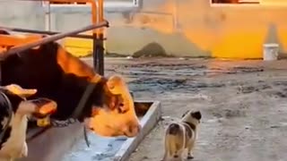 Funny Animal Videos 2022 Best Dogs And Cats