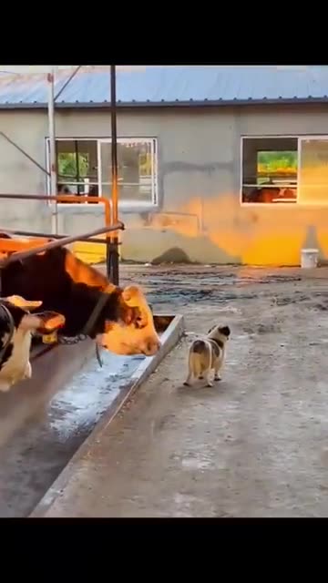 Funny Animal Videos 2022 Best Dogs And Cats