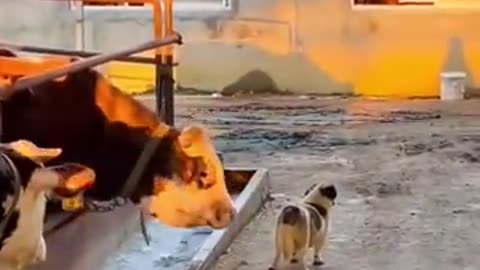 Funny Animal Videos 2022 Best Dogs And Cats