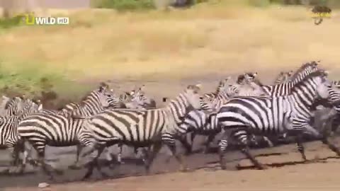 FASTEST RUNNING WILD ANIMALS !! NAT GEO WILD HD !!!!