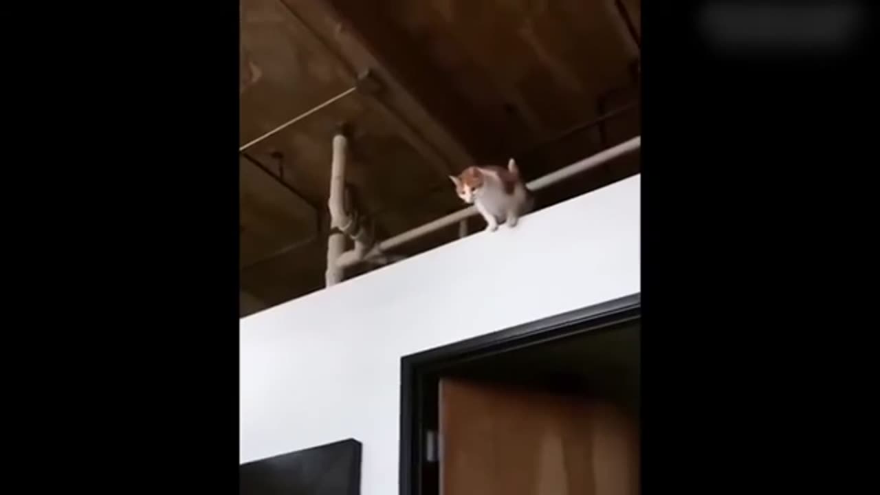 Funny Cats Compilation 2024🤣 _ Cute Cats