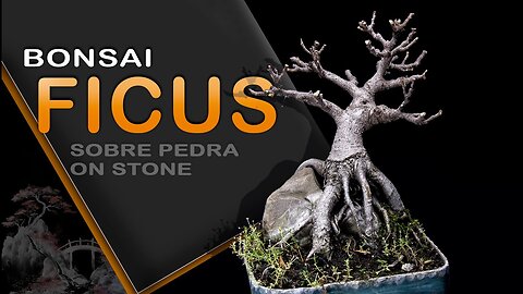 Bonsai sobre pedra: Bonsai SP