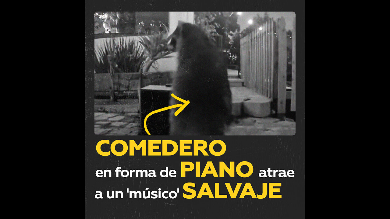 Pone un comedero en forma de piano para su gato, pero lo ‘toca’ un animal inesperado