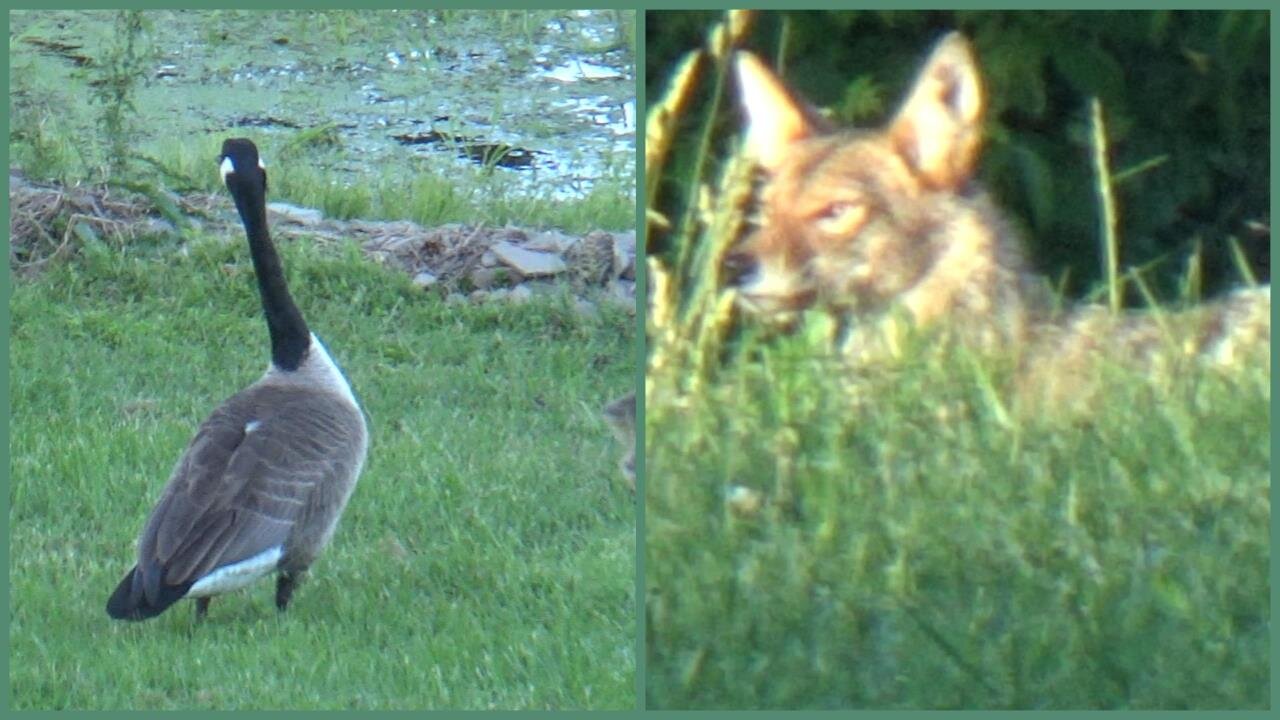 Hungry Coyote Locate a Pair of Canada Geese with Two Goslings