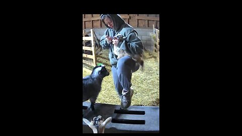 How to give baby goats medicine.