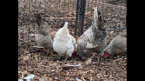 wood chip bedding!