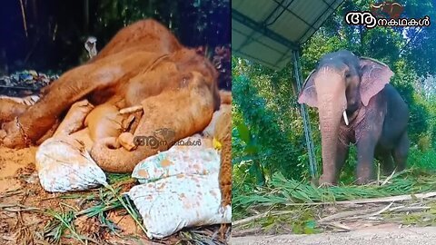 അർജുനൻ ചെരിഞ്ഞു, ഇനിയില്ല ഈ ആന ചന്തം _ Puthuppally arjunan elephant death _ Sree 4 elephant