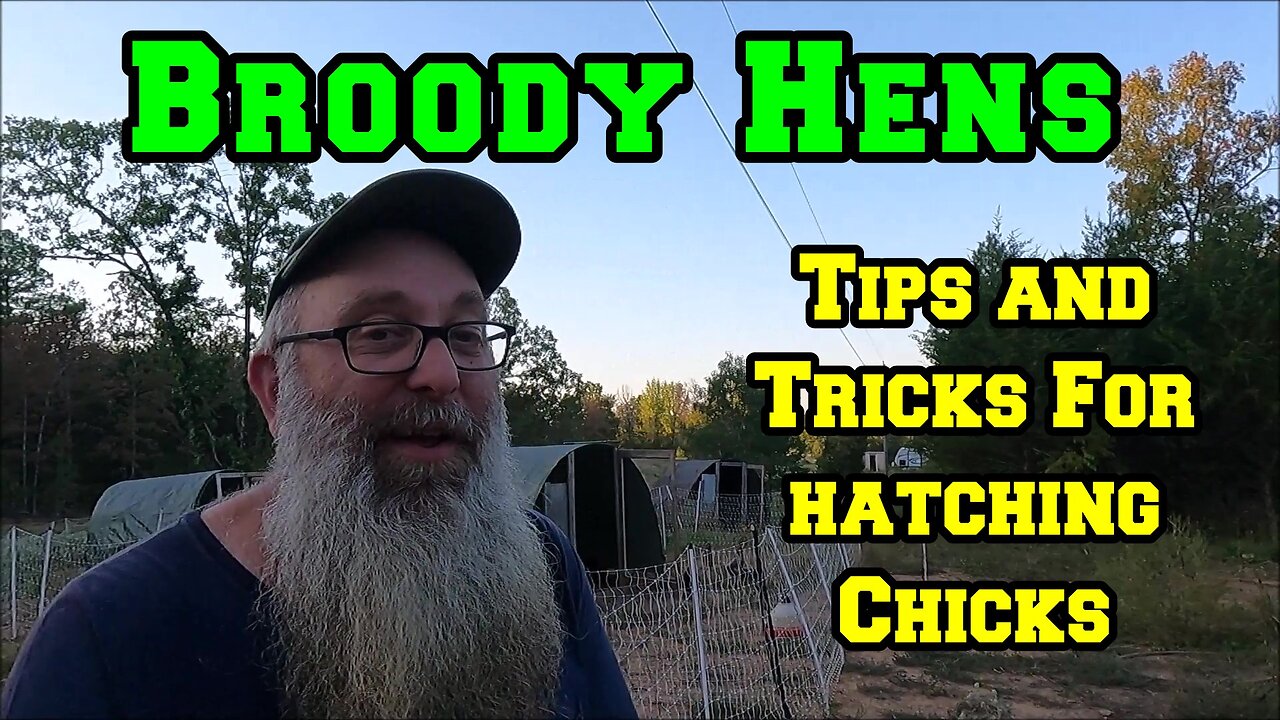 My Experience: Tips and Tricks Letting Broody Hens Hatch Baby Chicks | chickens homestead Arkansas
