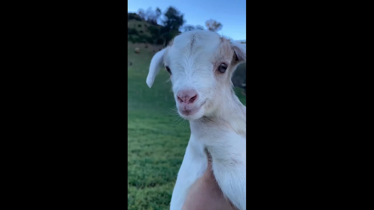 cute baby goat