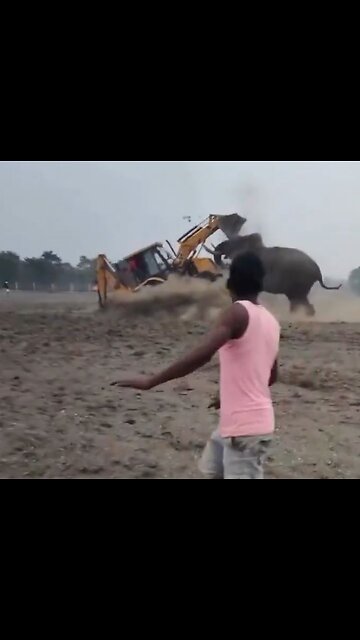 Elephant attacks backhoe in Africa to defend its home
