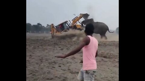 Elephant attacks backhoe in Africa to defend its home